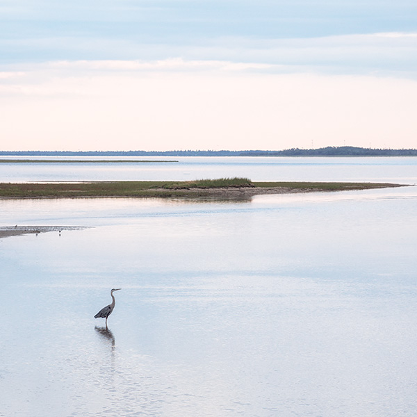 HERON AT DUSK - NEW BRUNSWICK - NEW BRUNSWICK, 2017