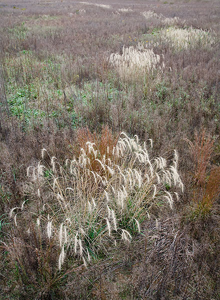 OCTOBER MEADOW #4- NORFOLK COUNTY - THE MEADOW PROJECT