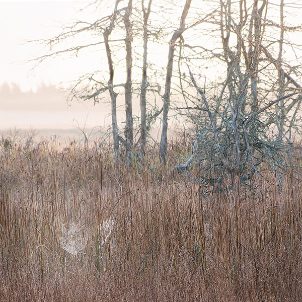 CASTALIA MARSH - GRAND MANAN, NB - EAST COAST, OCTOBER, 2014