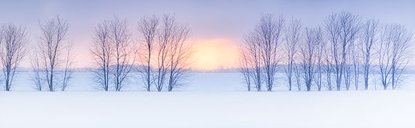 WINTER TREELINE - NORFOLK COUNTY - WINTER
