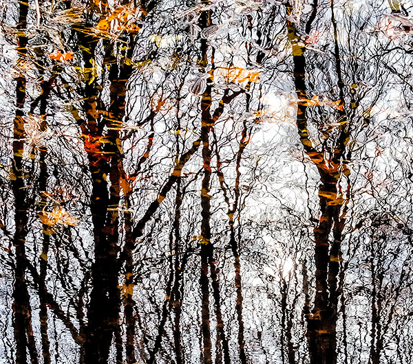 AUTUMN VERNAL POND #3 - NORFOLK COUNTY - BACKUS WOODS- NORFOLK COUNTY
