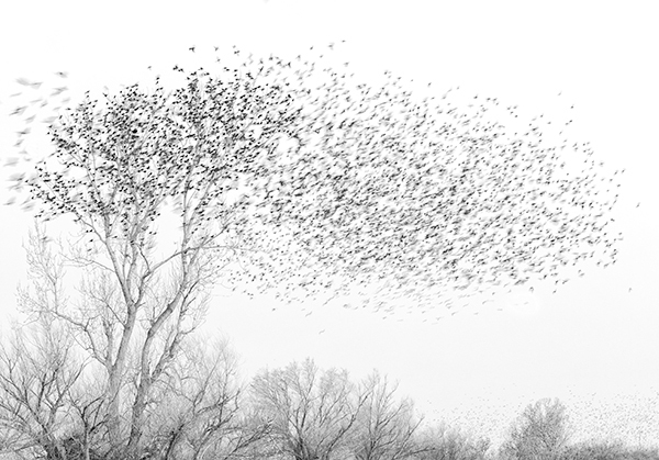 Blackbird Murmuration--Long Point - Avian Graphics