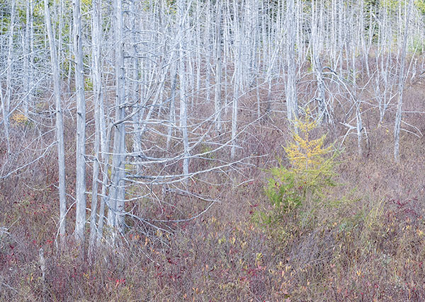 CEDARS AND TAMARACK, OCTOBER 2018 - THE BRUCE, OCTOBER 2018