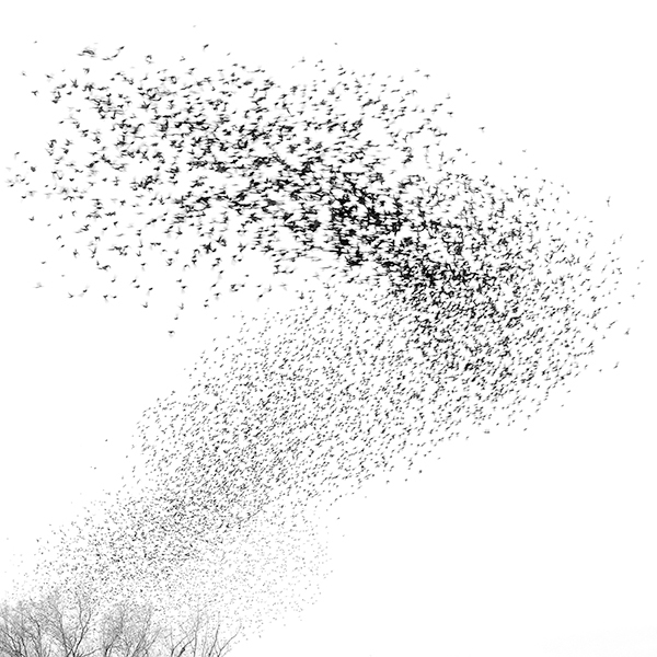 Blackbird Murmuration #2--Long Point - Avian Graphics