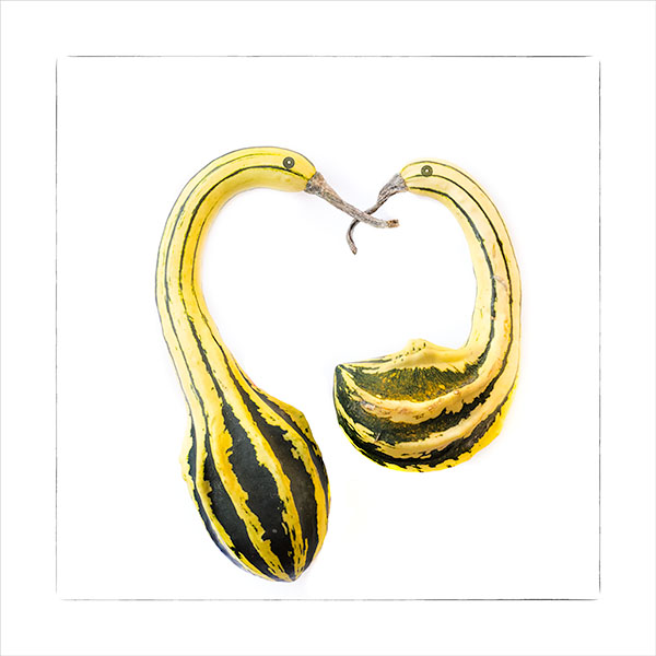 GOURD PAIRING - SUMMER