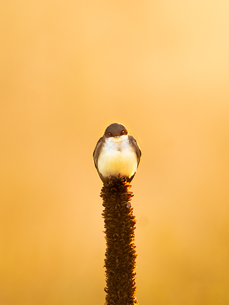 #1 - Tree Swallow Project