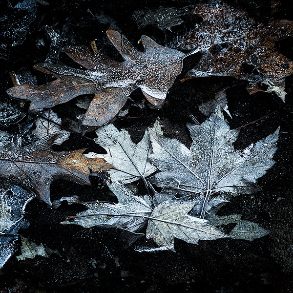 UNDER ICE #21 - BACKUS WOODS, NORFOLK COUNTY - BACKUS WOODS- NORFOLK COUNTY