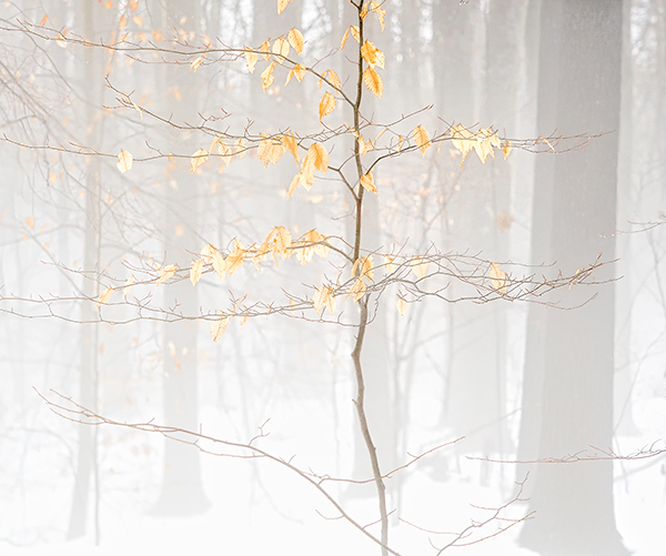WINTER BEECH - BACKUS WOODS - KATHY'S 2018 TENSET