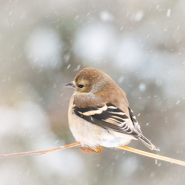 AMERICAN GOLD FINCH - CREATURES