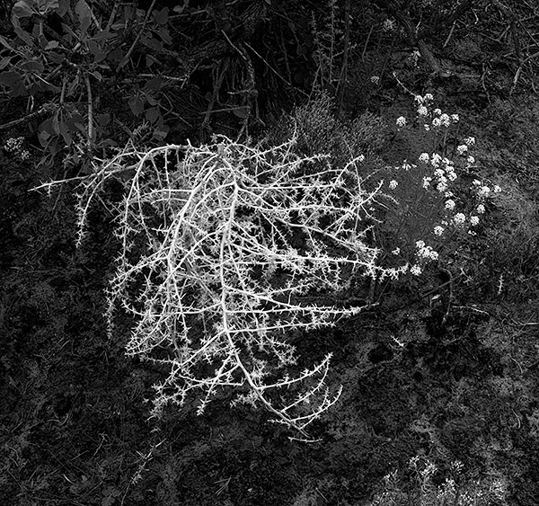 TUMBLEWEED, CANYON LANDS NP - UTAH - THE SOUTHWEST 2018