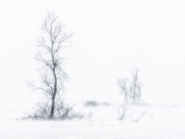 SNOW SQUALL #2 - LONG POINT MARSH - AT HOME
