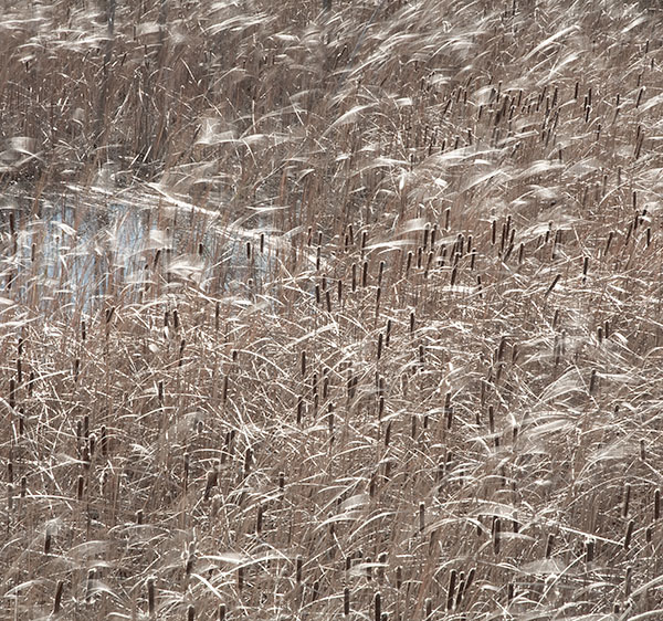 CATTAILS & MOVING GRASS - BRUCE COUNTY - THE LAND