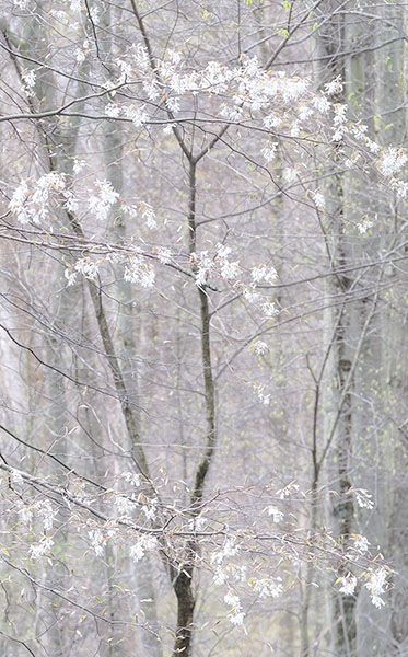SERVICEBERRY, APRIL 2017- NORFOLK COUNTY - SPRING