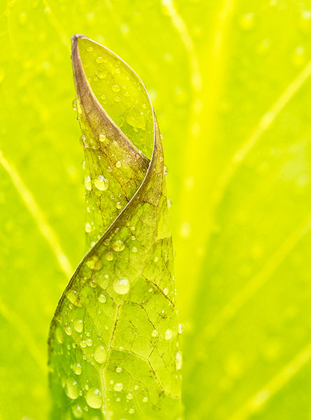 SKUNK CABBAGE -  NORFOLK COUNTY - SPRING