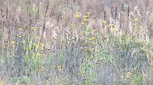LATE BLOOMERS #2 - NORFOLK COUNTY - THE MEADOW PROJECT