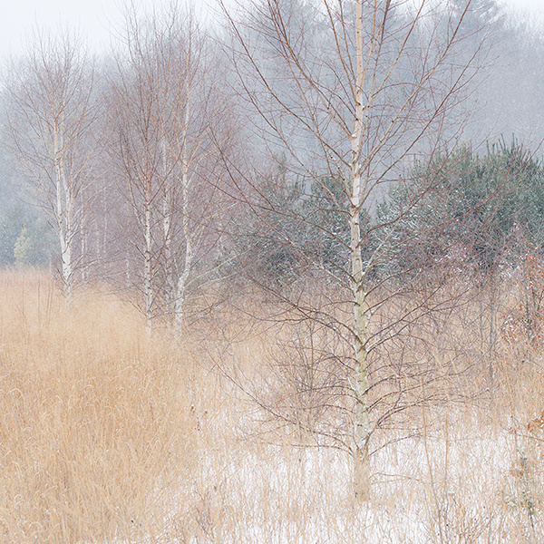 EAST QUARTER LINE, CHARLOTTVILLE - NORFOLK COUNTY - WINTER