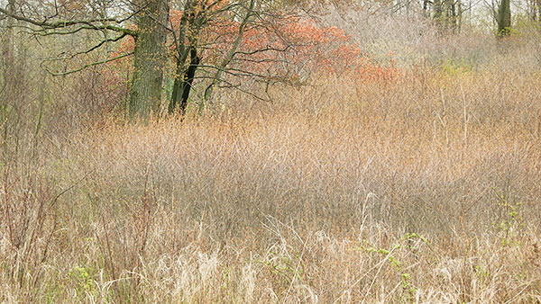 SPRING WOODLAND #2 - RONDEAU PROVINCIAL PARK - THEREABOUTS