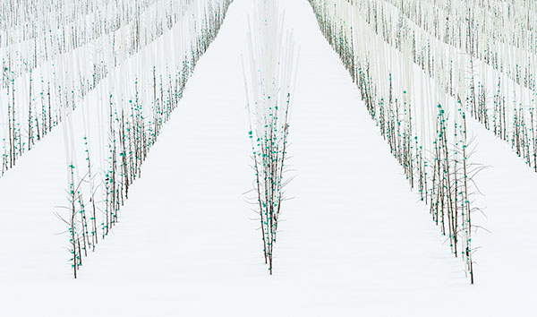 TREE FARM GRAPHIC - NORFOLK COUNTY - PHOTO STORAGE