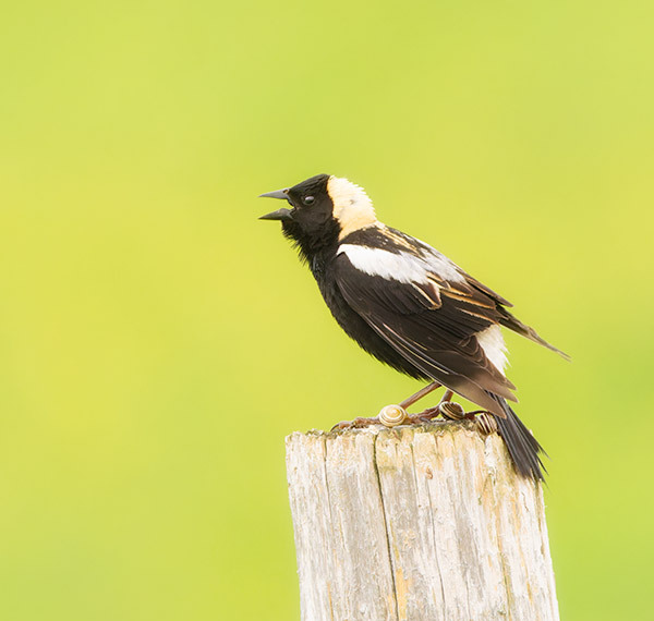 Bobolink - Bruce Peninsula 2025