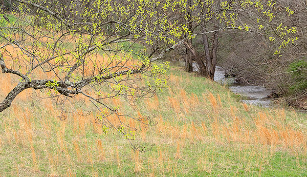 TREES WEEK #16 - 52 WEEKS - AN ENCOUNTER WITH TREES