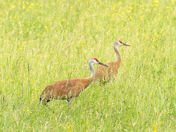 SANDHILL CRANES, JUNE 2018 - BRUCE PENINSULA - THE BRUCE, JUNE 2018