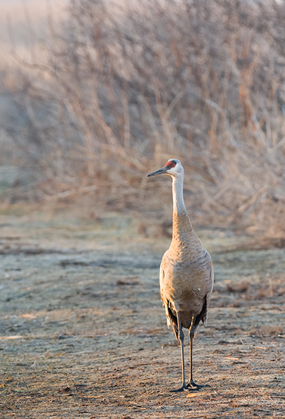 Solo Crane - Sandhill Cranes of Norfolk County
