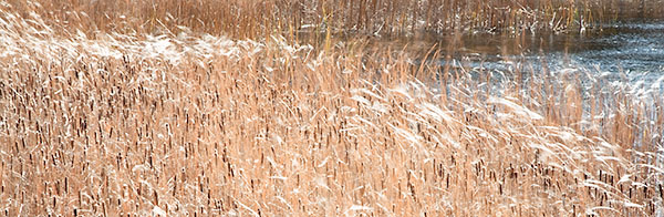 CATTAILS AND MOVING GRASS #2 - THE LAND