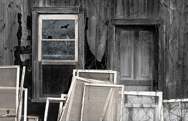 PELEE WINDOWS - SMALLSCAPES