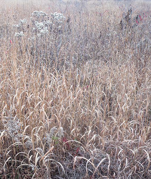 November Meadow - THE BUG FARM PROJECT