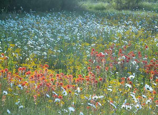 MORNING MEADOW - BRUCE PENINSULA - THE LAND