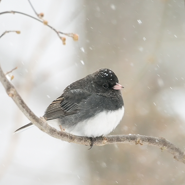 DARK-EYED JUNCO - CREATURES