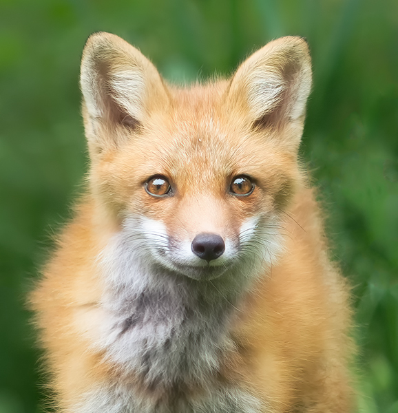 Red Fox Kit #4 - Foxes of Port Ryerse