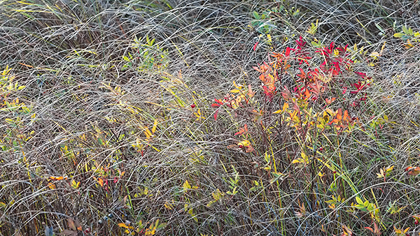OCTOBER WETLAND - BRUCE PENINSULA, 2018 - THE BRUCE, OCTOBER 2018