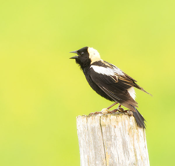 #1--Bobolink Spring Song - Larry's Tenset 2025