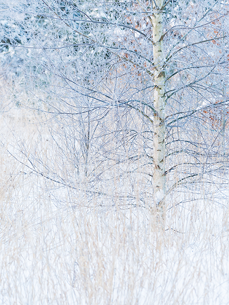 FROSTED BIRCH - NORFOLK COUNTY - WINTER
