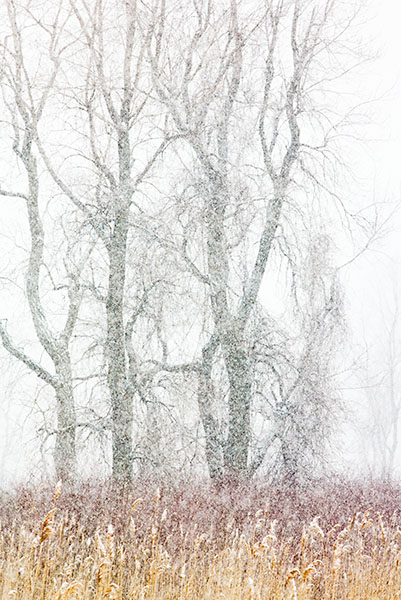 SPRING SNOW STORM #4 - LONG POINT MARSH - WINTER