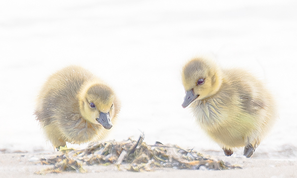 Canada Goose Goslings - My Book of Birds