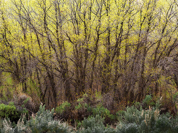 BACKLIT SPRING TREES, INDIAN CREEK - CANYONLANDS NP - THE SOUTHWEST 2018
