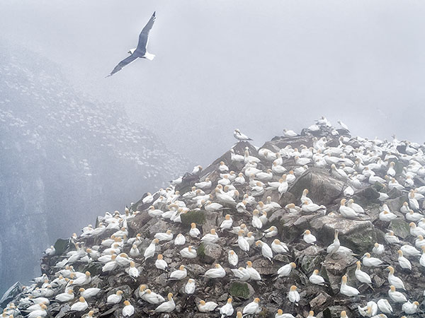 BIRD CLIFF - CAPE ST MARY'S - NEWFOUNDLAND