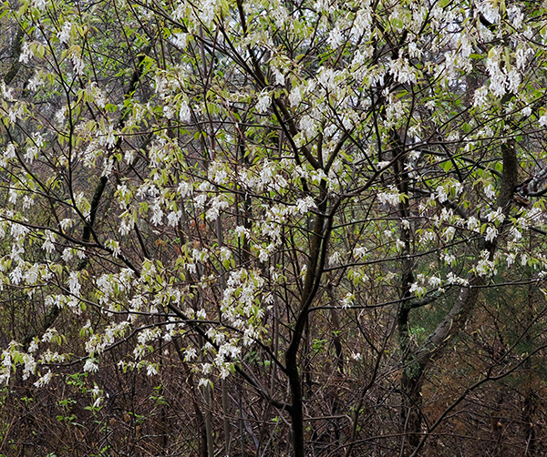 Serviceberry--Norfolk County - New Works