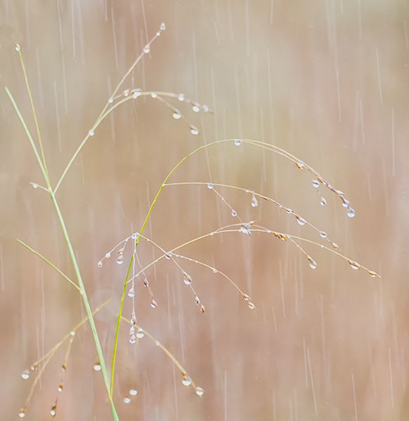 Rain - THE BUG FARM PROJECT