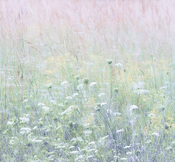LATE AUGUST MEADOW IMPRESSION , 2017 - NORFOLK COUNTY - SUMMER