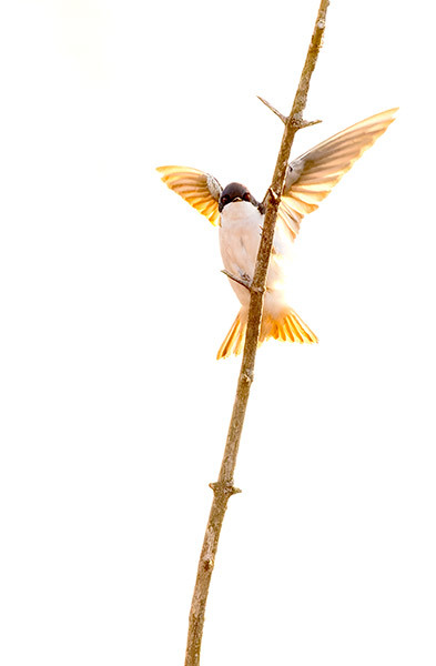 Tree Swallow Backlit - New Works