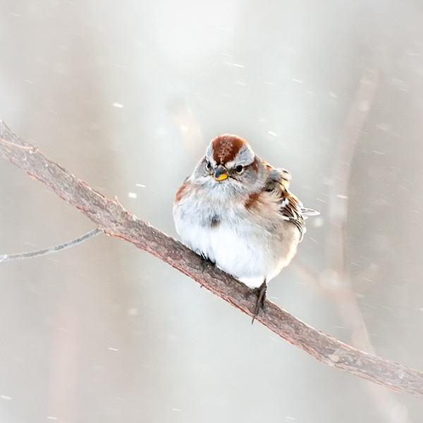 TREE SPARROW - PORT RYERSE - CREATURES