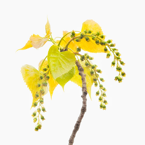 EMERGING COTTONWOOD FOLIAGE, 2018 - LONG POINT - DETAILS
