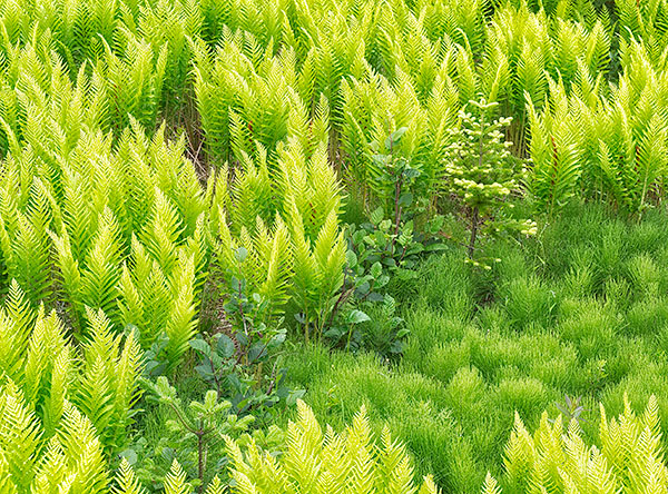 JULY GREEN - NEWFOUNDLAND