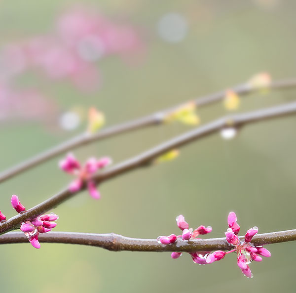 REDBUD IN RAIN - PORT RYERSE - PORT RYERSE