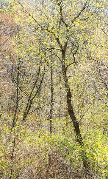 SPRING, CHARLOTTESVILLE ROAD 3 - NORFOLK COUNTY - KATHY'S TENSET 2017