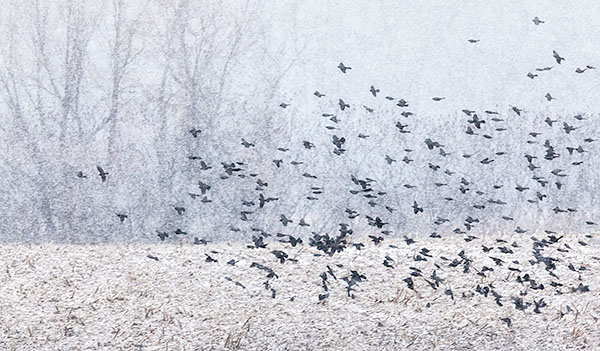 BLACKBIRD FLOCK IN SNOW #2 - LONG POINT BEACH - 'SELDOM SEEN' WINTER AT LONG POINT, 2016