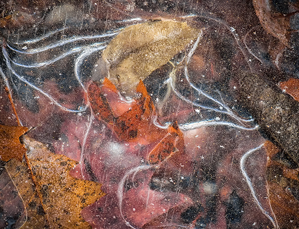 DECEMBER, BACKUS WOODS  #6 - WATERFORD SHOW, NOVEMBER 2018